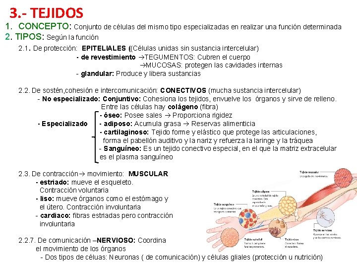 3. - TEJIDOS 1. CONCEPTO: Conjunto de células del mismo tipo especializadas en realizar