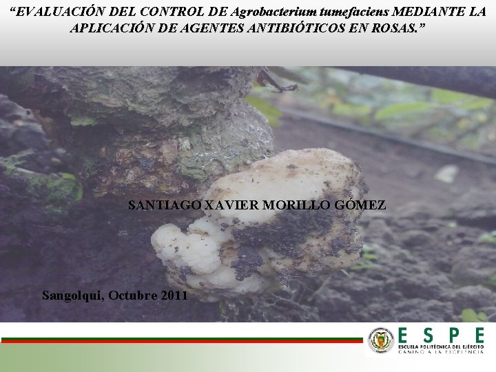 “EVALUACIÓN DEL CONTROL DE Agrobacterium tumefaciens MEDIANTE LA APLICACIÓN DE AGENTES ANTIBIÓTICOS EN ROSAS.