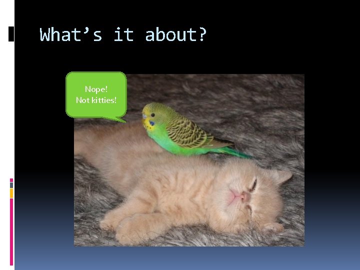 What’s it about? Nope! Not kitties! 