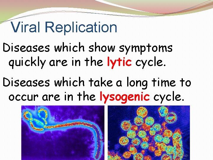Viral Replication Diseases which show symptoms quickly are in the lytic cycle. Diseases which