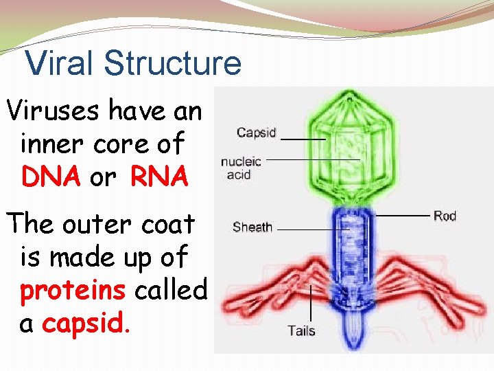 Viral Structure Viruses have an inner core of DNA or RNA The outer coat