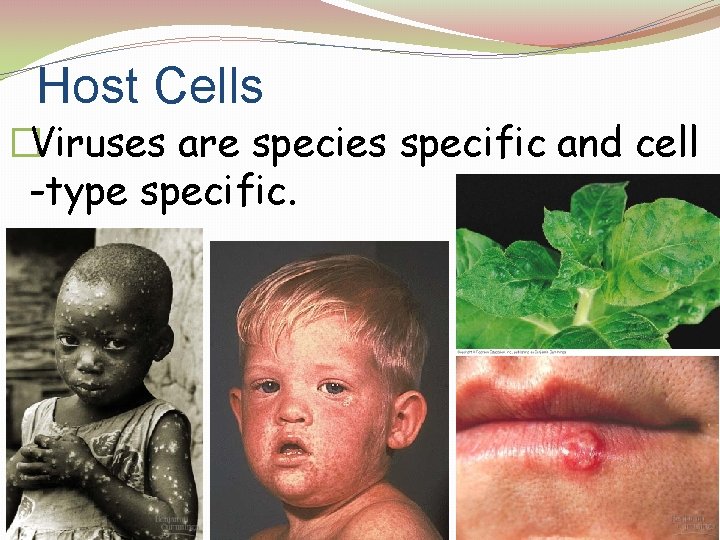 Host Cells �Viruses are species specific and cell -type specific. 