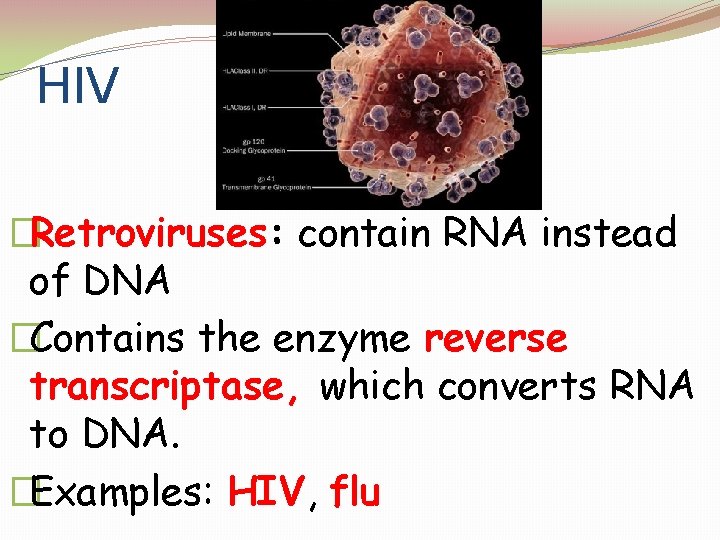 HIV �Retroviruses: contain RNA instead of DNA �Contains the enzyme reverse transcriptase, which converts