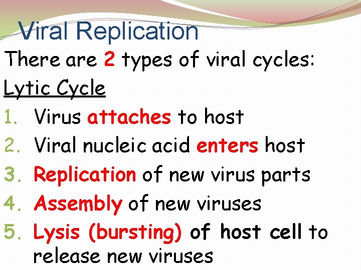Viral Replication There are 2 types of viral cycles: Lytic Cycle 1. Virus attaches