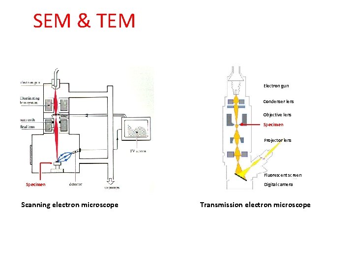 SEM & TEM Electron gun Condenser lens Condenser Objective lens Objective Specimen Projector lens