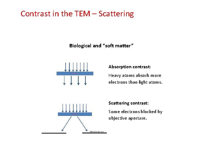 Contrast in the TEM – Scattering Biological and “soft matter” Absorption contrast: Heavy atoms