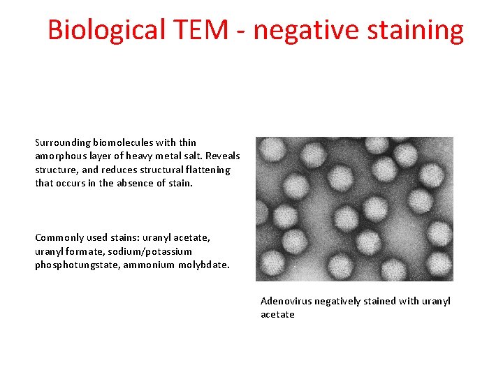 Biological TEM - negative staining Surrounding biomolecules with thin amorphous layer of heavy metal