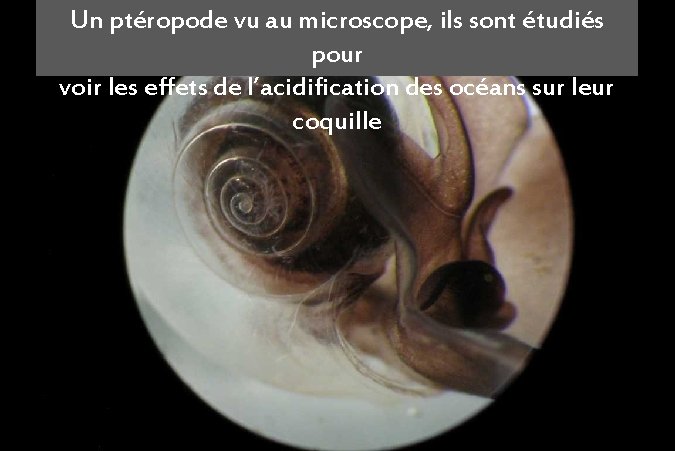 Un ptéropode vu au microscope, ils sont étudiés pour voir les effets de l’acidification