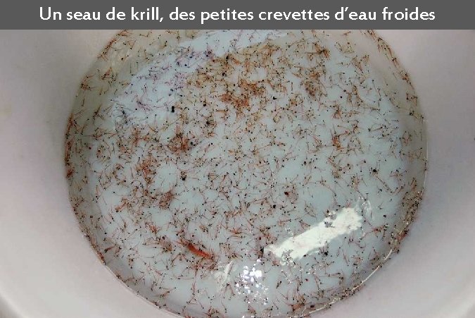 Un seau de krill, des petites crevettes d’eau froides 