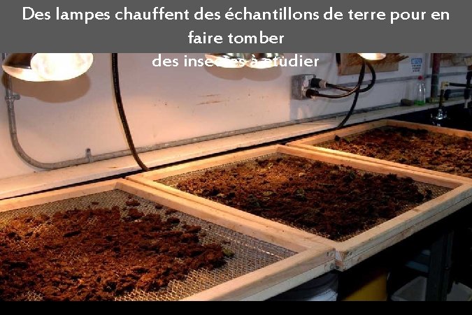 Des lampes chauffent des échantillons de terre pour en faire tomber des insectes à