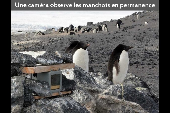 Une caméra observe les manchots en permanence 