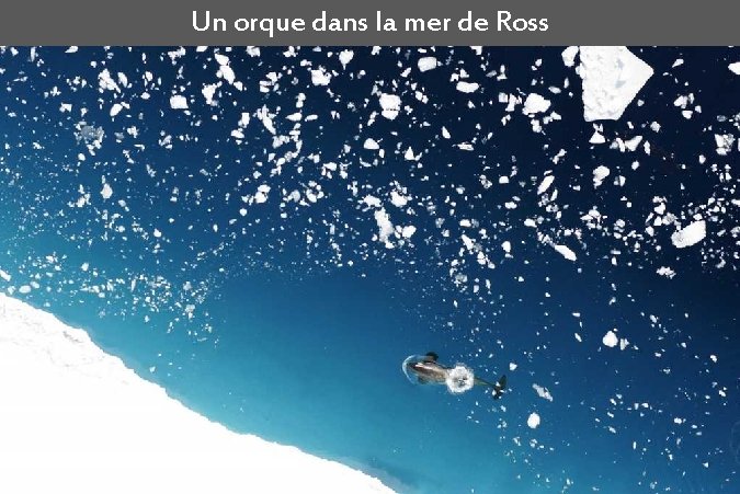 Un orque dans la mer de Ross 