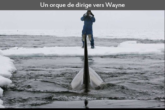 Un orque de dirige vers Wayne 