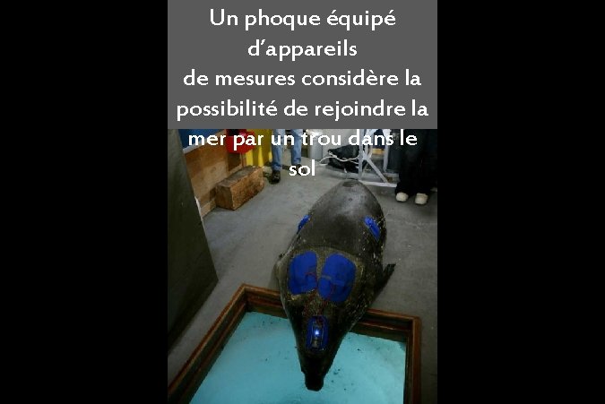 Un phoque équipé d’appareils de mesures considère la possibilité de rejoindre la mer par