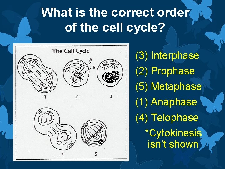 What is the correct order of the cell cycle? (3) Interphase (2) Prophase (5)