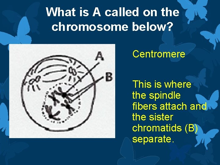 What is A called on the chromosome below? Centromere This is where the spindle