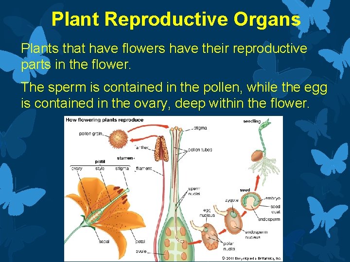 Plant Reproductive Organs Plants that have flowers have their reproductive parts in the flower.