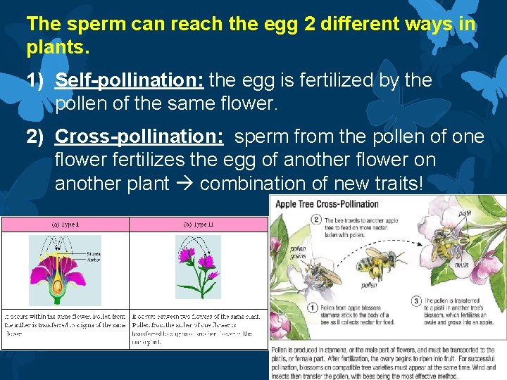 The sperm can reach the egg 2 different ways in plants. 1) Self-pollination: the