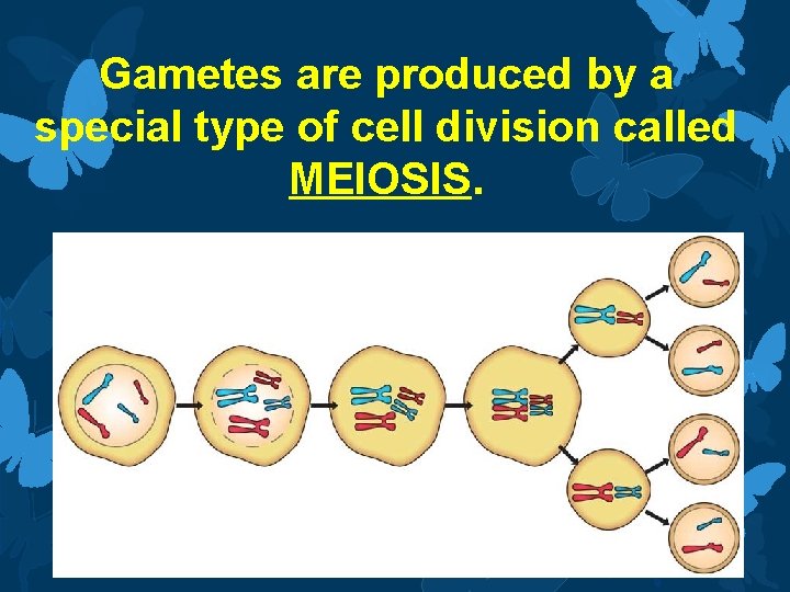 Gametes are produced by a special type of cell division called MEIOSIS. 