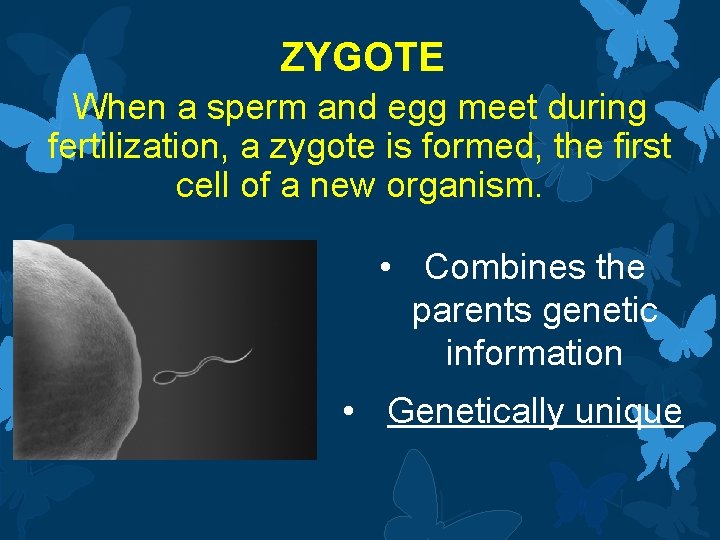 ZYGOTE When a sperm and egg meet during fertilization, a zygote is formed, the