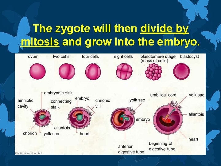 The zygote will then divide by mitosis and grow into the embryo. 