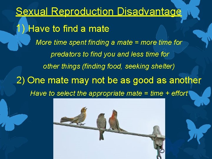 Sexual Reproduction Disadvantage 1) Have to find a mate More time spent finding a