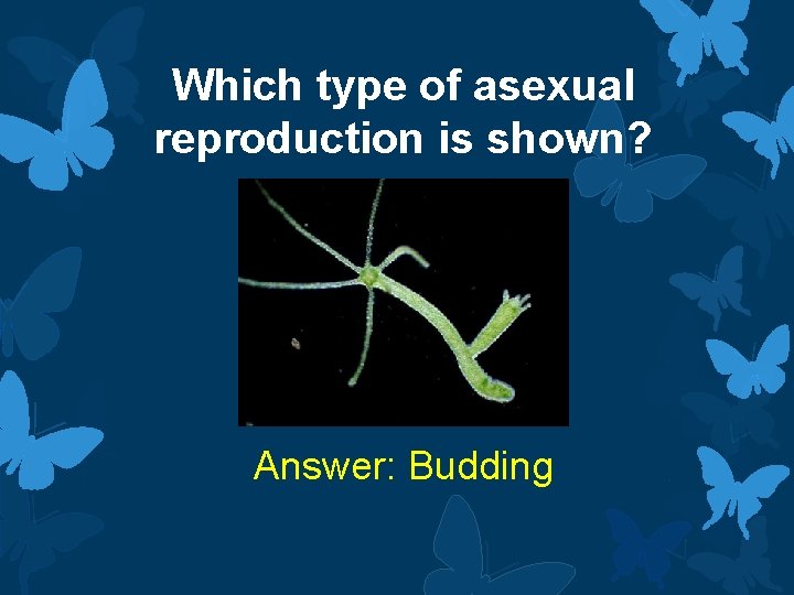 Which type of asexual reproduction is shown? Answer: Budding 