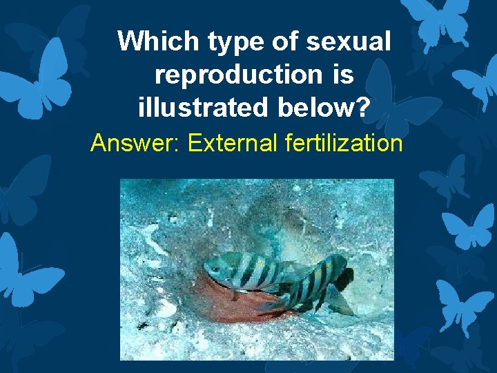 Which type of sexual reproduction is illustrated below? Answer: External fertilization 