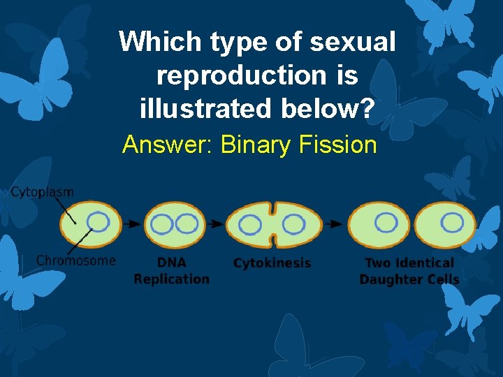 Which type of sexual reproduction is illustrated below? Answer: Binary Fission 