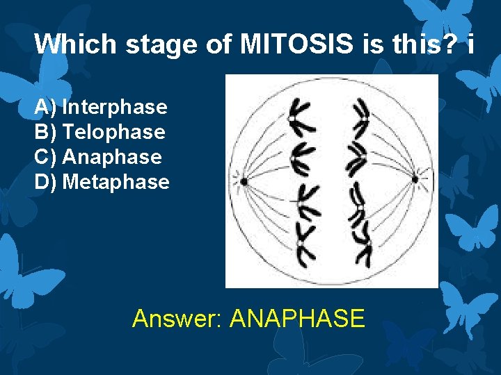 Which stage of MITOSIS is this? i A) Interphase B) Telophase C) Anaphase D)