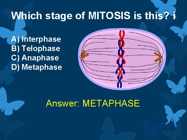 Which stage of MITOSIS is this? i A) Interphase B) Telophase C) Anaphase D)