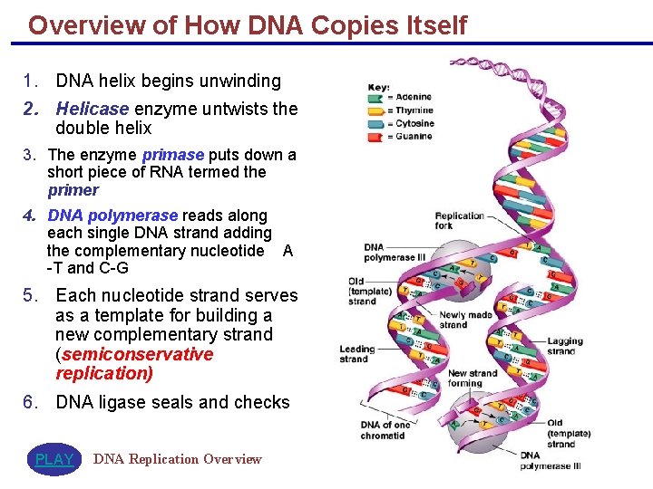 Overview of How DNA Copies Itself 1. DNA helix begins unwinding 2. Helicase enzyme