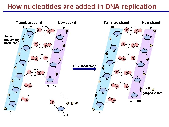 How nucleotides are added in DNA replication Template strand HO 3’ Sugarphosphate backbone New