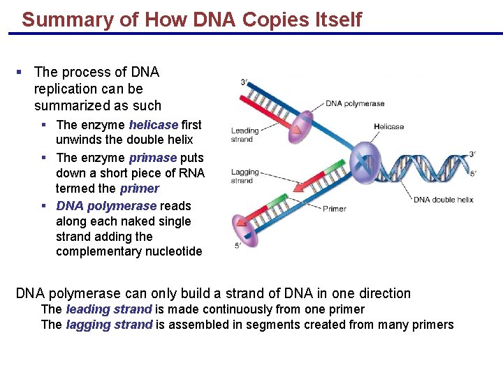 Summary of How DNA Copies Itself § The process of DNA replication can be