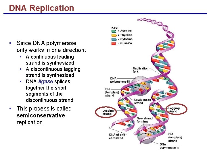 DNA Replication § Since DNA polymerase only works in one direction: § A continuous