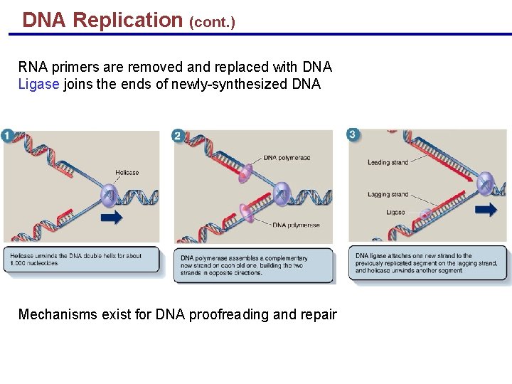 DNA Replication (cont. ) RNA primers are removed and replaced with DNA Ligase joins