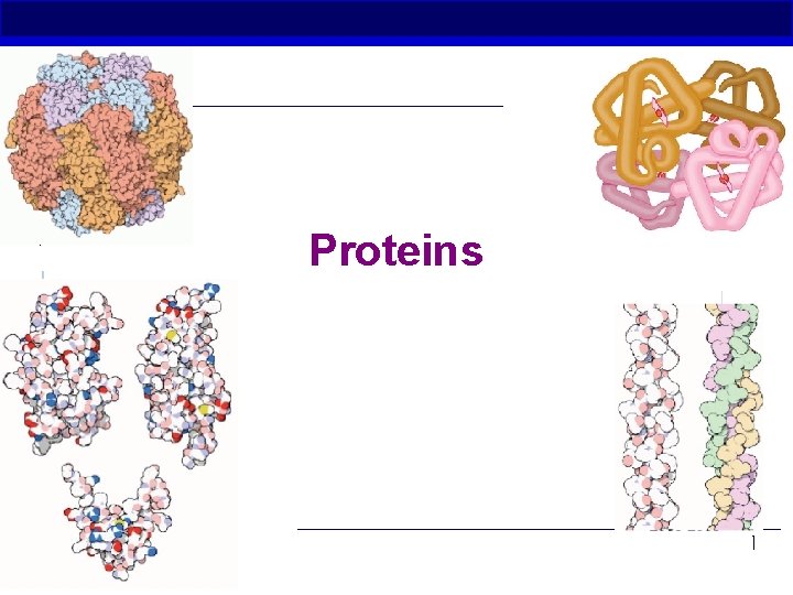 Proteins AP Biology 