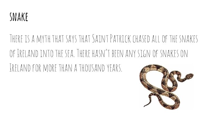 snake There is a myth that says that Saint Patrick chased all of the