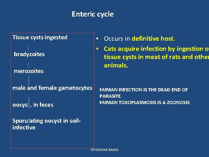 Enteric cycle Tissue cysts ingested • Occurs in definitive host. • Cats acquire infection