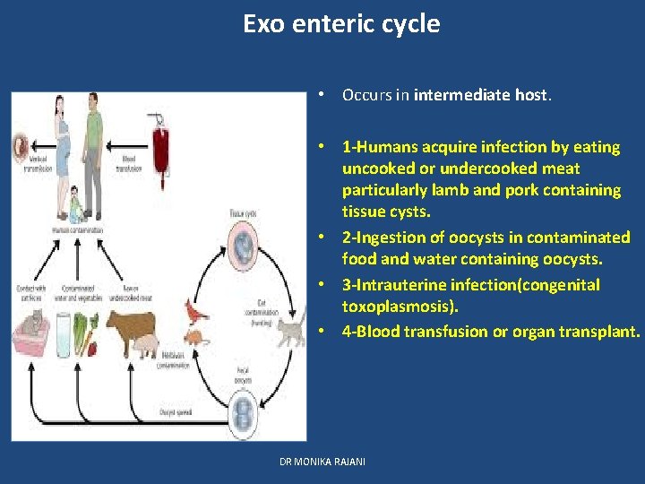 Exo enteric cycle • Occurs in intermediate host. • 1 -Humans acquire infection by