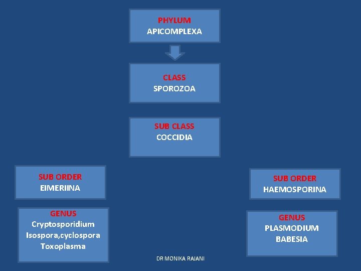 PHYLUM APICOMPLEXA CLASS SPOROZOA SUB CLASS COCCIDIA SUB ORDER EIMERIINA SUB ORDER HAEMOSPORINA GENUS