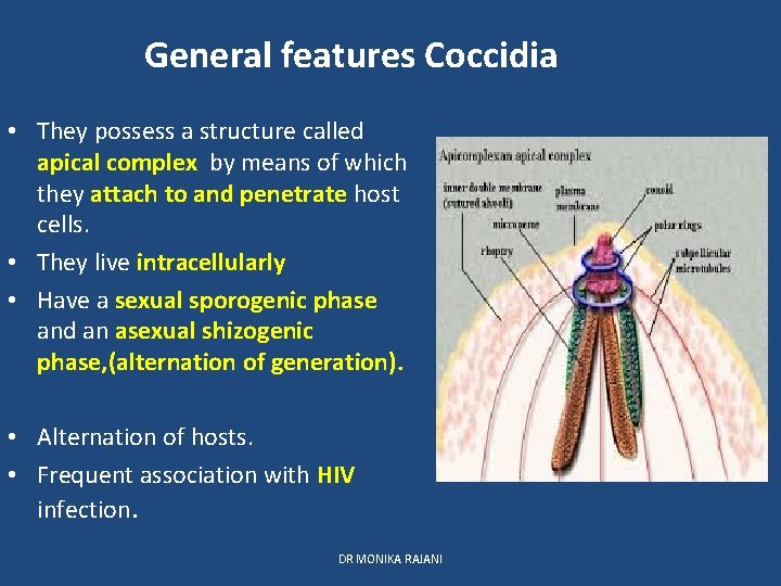 General features Coccidia • They possess a structure called apical complex by means of
