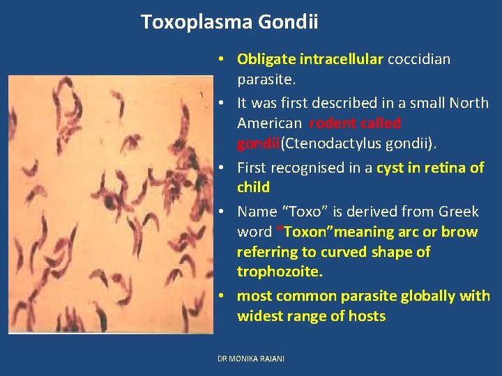 Toxoplasma Gondii • Obligate intracellular coccidian parasite. • It was first described in a