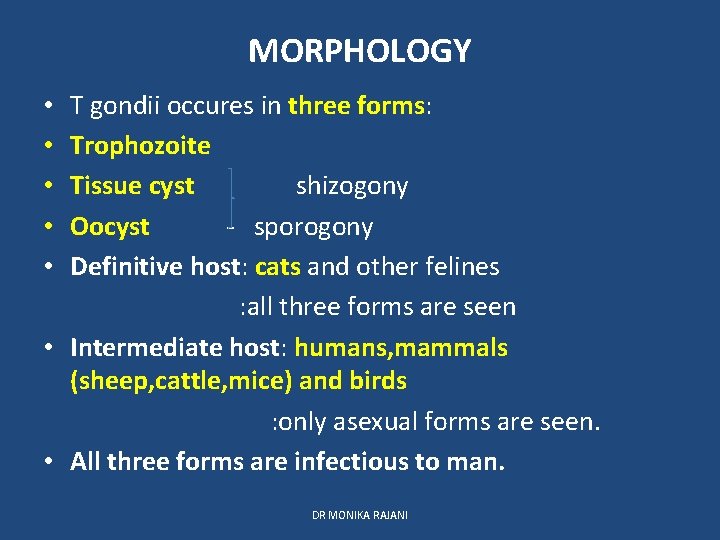 MORPHOLOGY T gondii occures in three forms: Trophozoite Tissue cyst shizogony Oocyst - sporogony