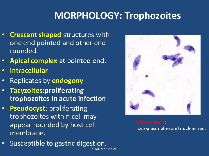 MORPHOLOGY: Trophozoites • Crescent shaped structures with one end pointed and other end rounded.