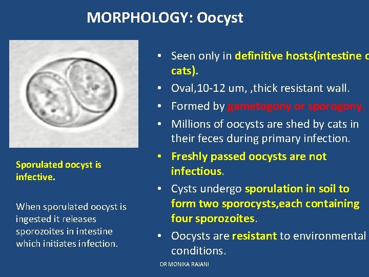 MORPHOLOGY: Oocyst Sporulated oocyst is infective. When sporulated oocyst is ingested it releases sporozoites