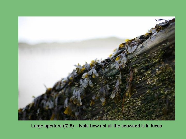 Large aperture (f 2. 8) – Note how not all the seaweed is in