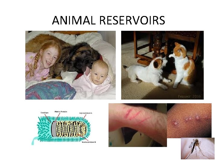 ANIMAL RESERVOIRS 