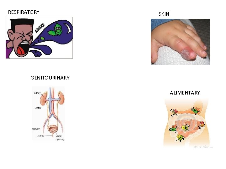 RESPIRATORY SKIN GENITOURINARY ALIMENTARY 