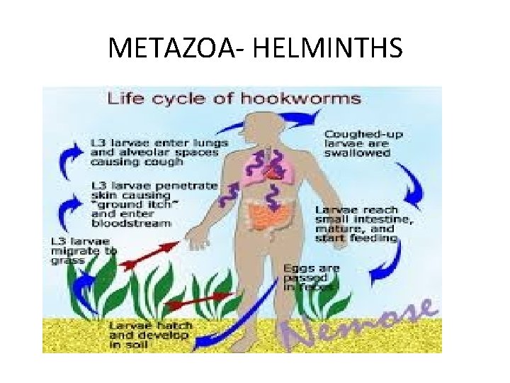 METAZOA- HELMINTHS 